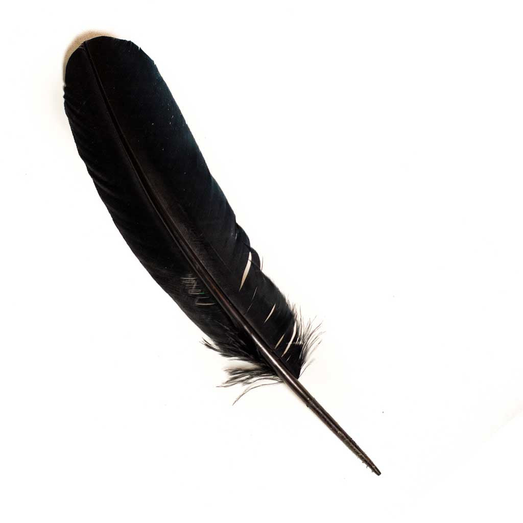 Feather Sensory Teaser - Dyed turkey feathers - Black